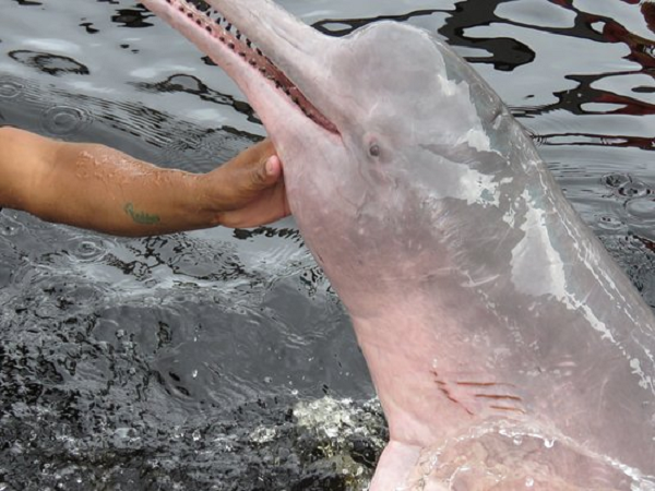 Loài cá heo này có thể sống ở bất cứ đâu và hầu hết chúng có màu xám với những đốm nhỏ màu hồng, gần giống như sắc hồng của chim hồng hạc. Và khi cá heo bắt đầu hưng phấn, cơ thể chúng dần chuyển sang màu hồng sáng giống như khi con người xấu hổ.