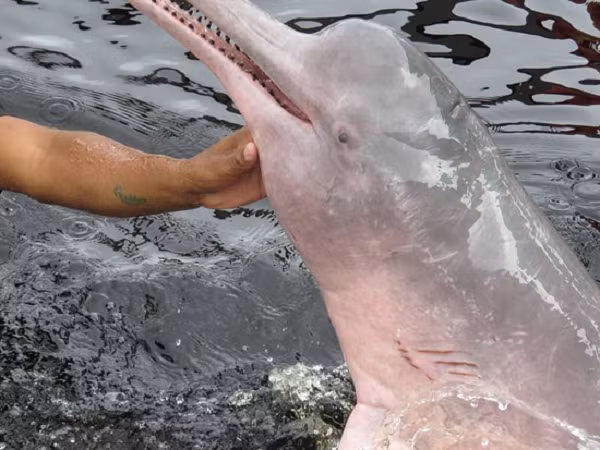 Loài cá heo này có thể sống ở bất cứ đâu và hầu hết chúng có màu xám với những đốm nhỏ màu hồng, gần giống như sắc hồng của chim hồng hạc. Và khi cá heo bắt đầu hưng phấn, cơ thể chúng dần chuyển sang màu hồng sáng giống như khi con người xấu hổ.