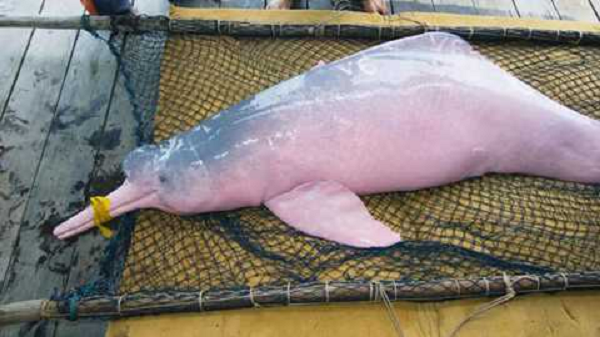 "Nếu muốn, chúng hoàn toàn có thể cắn những đứa trẻ đó vì chúng rất lớn và có một bộ hàm khỏe”, một người dân địa phương cho biết. “Tuy nhiên, cá heo hồng không làm như thế, chúng chơi với các em nhỏ hầu như vào tất cả các buổi sáng”.