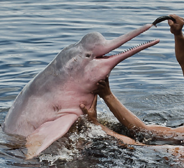 Cá heo hồng sông Amazon thường được trông thấy bơi một mình hoặc trong các nhóm nhỏ có từ 2 – 4 cá thể. Ở một vài khu vực giàu lương thực hoặc ở cửa sông, chúng có thể được tìm thấy trong các nhóm lớn hơn, nhưng lại ít phổ biến.