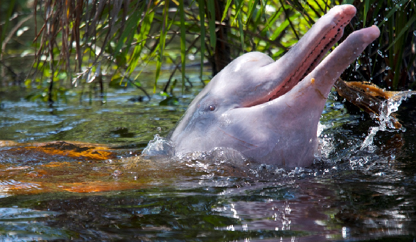 Cá heo hồng sông Amazon nổi tiếng với màu da của chúng nhưng nhiều người không biết rằng chúng có rất nhiều màu sắc khác nhau. Cá heo có màu xám khi chúng còn nhỏ và từ từ chuyển sang màu hồng khi chúng lớn lên.