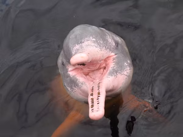  Cá heo sông Amazon (hay boto) thường được tìm thấy ở các vùng Amazon của Nam Mỹ, bao gồm ở Bolivia, Brazil, Colombia, Ecuador, Guyana, Peru và Venezuela.