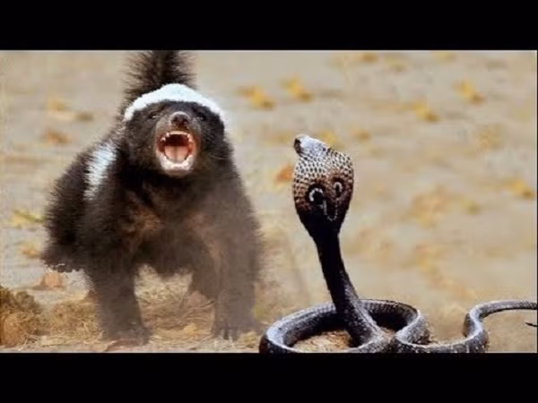 Lửng mật có đôi chân ngắn và cứng cáp, với năm ngón chân trên mỗi bàn chân. Mỗi ngón chân được trang bị móng vuốt sắc khỏe, ngắn ở chân sau và khá dài ở chi trước.