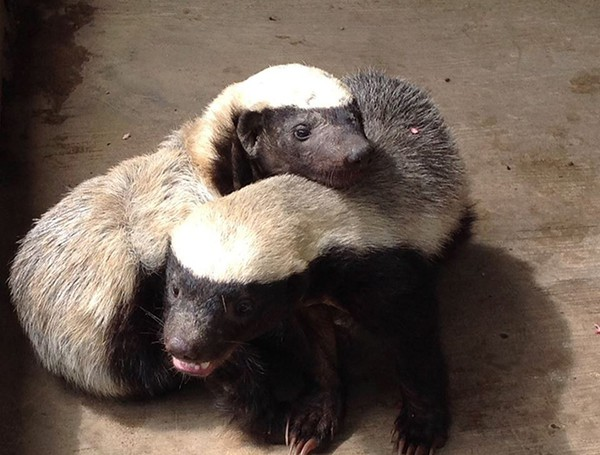 Lửng mật rất giỏi trong việc biến những kẽ đá và những thân cây rỗng thành nơi trú ẩn của mình. Lửng mật thường sống một mình trong các lỗ tự đào. Chúng là những thợ đào đất lành nghề và có thể đào đường hầm vào lòng đất cứng trong vòng 10 phút.