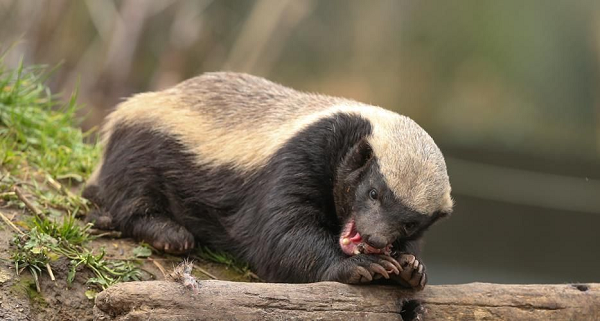 Hầu hết các con lửng mật hoạt động suốt cả ngày, mặc dù gần các khu định cư của con người nhưng chúng lại thích hoạt động trong bóng tối. Chúng thường sống một mình nhưng lửng mật có thể săn mồi theo cặp trong mùa sinh sản diễn ra vào tháng Năm.