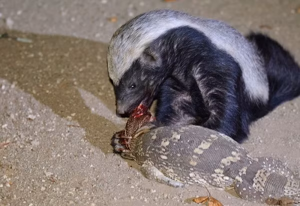 Đặc biệt nhất, chúng có khả năng đề kháng nọc độc. Các nhà làm phim về thế giới động vật đã chứng kiến cảnh lửng mật bị rắn hổ lục và rắn lục phì (hai loại rắn có nọc độc nhất) cắn làm nó lịm đi, tưởng chết.