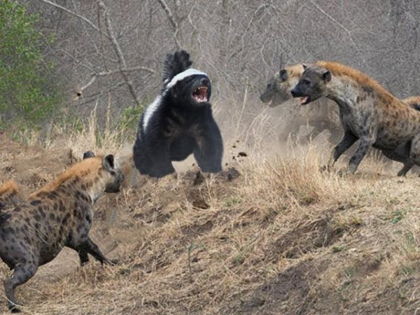 Thậm chí còn đẩy lùi những kẻ săn mồi lớn hơn rất nhiều như sư tử và trâu. Không chỉ vậy, chúng cũng sẽ tấn công cả con người khi gặp nguy hiểm thực sự.