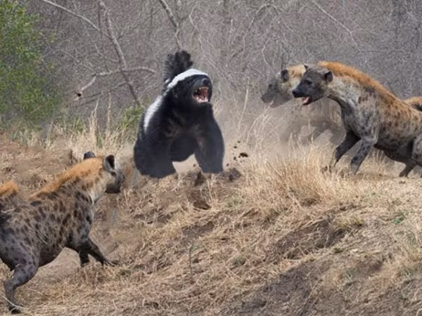 Thậm chí còn đẩy lùi những kẻ săn mồi lớn hơn rất nhiều như sư tử và trâu. Không chỉ vậy, chúng cũng sẽ tấn công cả con người khi gặp nguy hiểm thực sự.