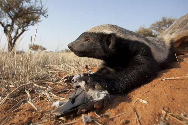 Rất hiếm khi thấy được các vết ong đốt, vết cắn của động vật hay lông nhím xâm nhập vào da của chúng. Lửng mật trong các trận chiến đấu hầu như không biết mệt mỏi và có thể làm hao mòn sức lực của những loài động vật lớn hơn nhiều trong các cuộc đối đầu.