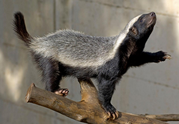 Tuy nhiên, chỉ 2 giờ sau, lửng mật tỉnh dậy và vẫn khỏe mạnh. Các nhà khoa học hiện đang nghiên cứu khả năng đặc biệt của loài này nhằm tìm ra chất chống nọc rắn mới có nguồn gốc tự nhiên.