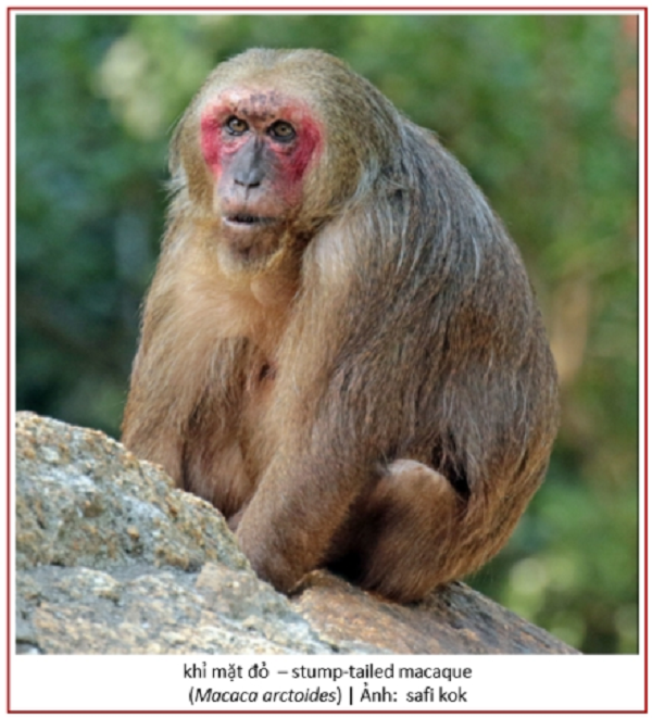 Khỉ mặt đỏ được đưa vào Sách đỏ Việt Nam 2000 và danh sách các loài cần được bảo vệ của ngành Lâm nghiệp (Phụ lục IIB Nghị định 32/2006/NĐ-CP ngày 22/4/2002 của Chính Phủ).