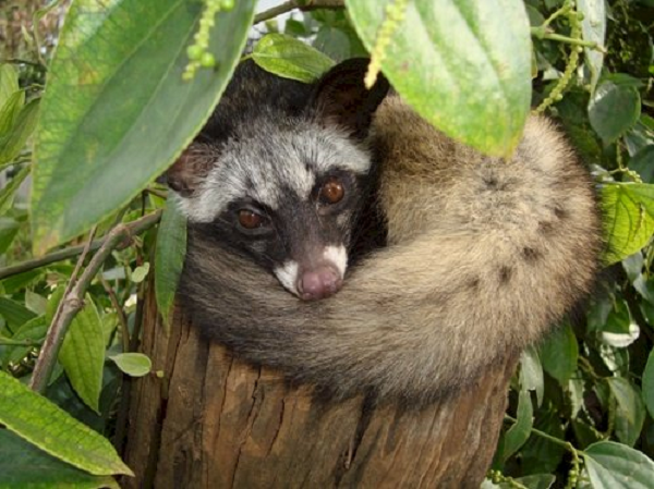 Cầy vòi hương hay còn gọi là chồn hương là loài động vật có vú thuộc họ cầy. Hiện trên thế giới, có khoảng trên 200 chủng loại cầy khác nhau như cầy mực, cầy mèo, cầy giông, cầy vằn, cầy vòi đốm, cầy vòi mốc, cầy gấm, cầy giêng…