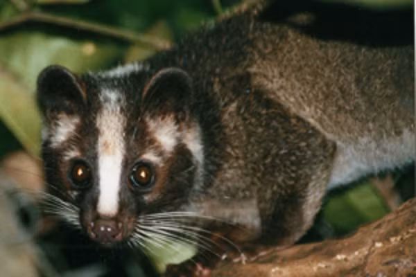 Những năm gần đây, số lượng loài cầy vòi hương bị săn bắt để làm thịt ngày càng tăng. Ngoài ra, loài này còn bị bắt để gây nuôi làm cà phê chồn nên số lượng suy giảm nghiêm trọng ngoài tự nhiên, dẫn tới nguy cơ tuyệt chủng.