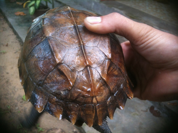 Rùa sa nhân là một loài rùa quý hiếm của Vườn Quốc Gia Cúc Phương. Đây là loài động vật đang có nguy cơ tuyệt chủng được liệt kê trong sách đỏ IUCN 2012.