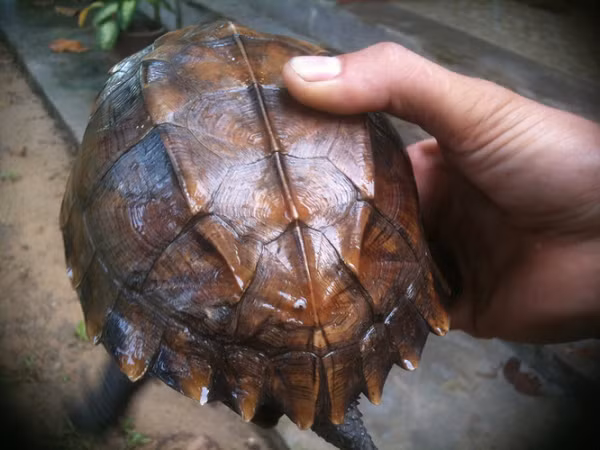 Rùa sa nhân là một loài rùa quý hiếm của Vườn Quốc Gia Cúc Phương. Đây là loài động vật đang có nguy cơ tuyệt chủng được liệt kê trong sách đỏ IUCN 2012.