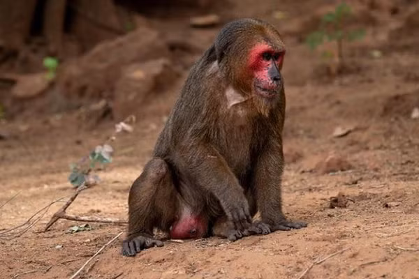 Khỉ mặt đỏ thuộc họ Khỉ Cercopithecidae bộ Linh trưởng Primates. Trước năm 1975, loài này còn gặp rất phổ biến ở các khu rừng. Tuy nhiên từ đó đến nay tình trạng của loài thay đổi rõ rệt, số lượng quần thể giảm mạnh, số lượng tiểu quần thể hiện nay khoảng >50.