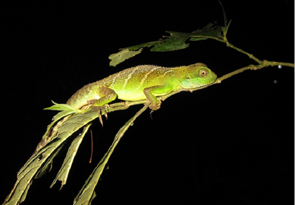 Loài Rồng đất có tên khoa học là Physignathus concincinus Cuvier, 1829, từng được ghi nhận phân bố ở các nước châu Á như Việt Nam, Trung Quốc, Myanmar, Lào, Thái Lan và Campuchia. Tuy nhiên, những năm qua, loài rồng này ít được nhìn thấy trong tự nhiên.