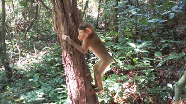 Trung tâm Cứu hộ, bảo tồn và phát triển sinh vật phối hợp với Hạt Kiểm lâm Vườn quốc gia Phong Nha - Kẻ Bàng đã tiến hành thả về môi trường tự nhiên 21 cá thể động vật rừng sau thời gian cứu hộ thành công.