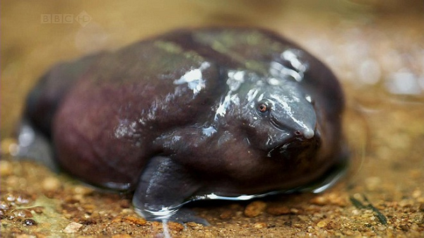 Theo các nhà khoa học, chúng có mặt trên trái đất hàng triệu năm trước. Tuy nhiên, chúng đào hang sâu dưới lòng đất, ít xuất hiện, khó gặp, nên tập tính của chúng vẫn rất bí ẩn.