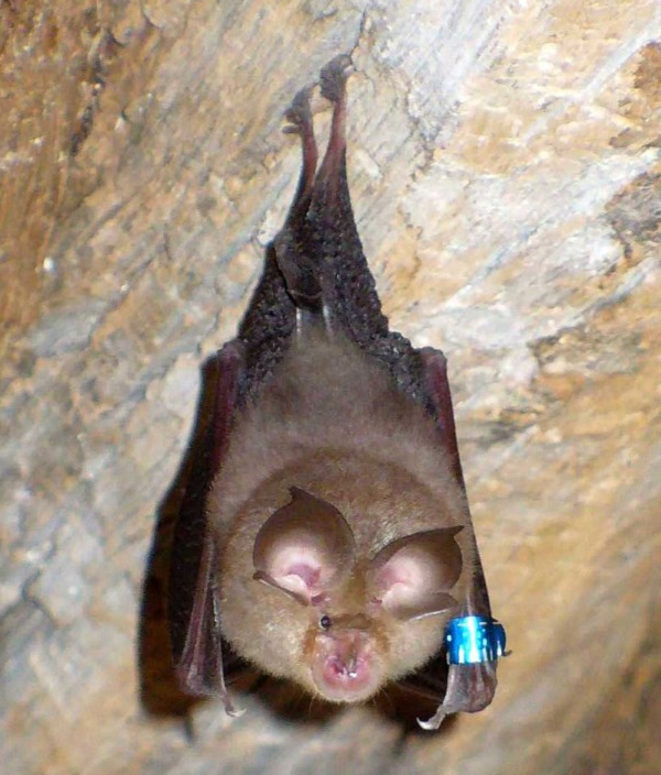 Dơi móng ngựa có tên như vậy vì các chi tiết vằn trên mũi chúng có hình móng ngựa. Khi kiểm tra kỹ hơn bạn sẽ phát hiện ra chúng có một bộ ngực gần với bộ phận sinh dục.