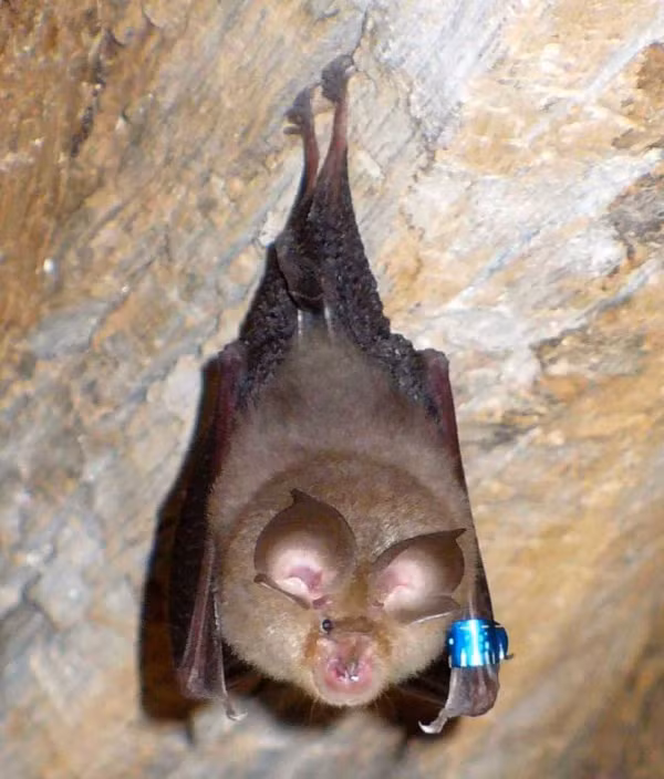 Dơi móng ngựa có tên như vậy vì các chi tiết vằn trên mũi chúng có hình móng ngựa. Khi kiểm tra kỹ hơn bạn sẽ phát hiện ra chúng có một bộ ngực gần với bộ phận sinh dục.