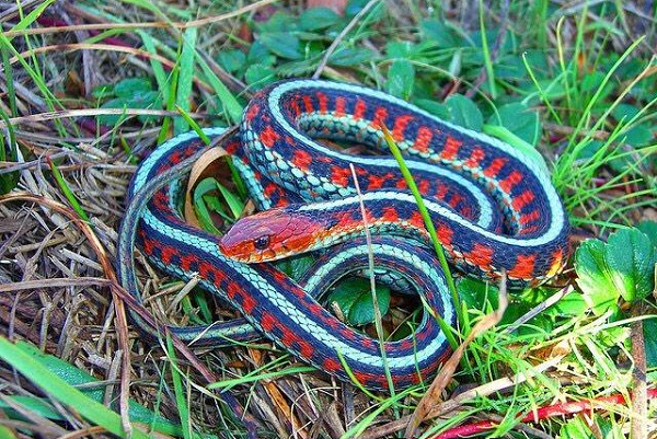 Đây là loài rắn được mệnh danh là đẹp nhất Bắc Mỹ, rắn sọc San Francisco thuộc động vật nguy cấp, có số lượng khoảng 1.000 - 2.000 con trong tự nhiên.