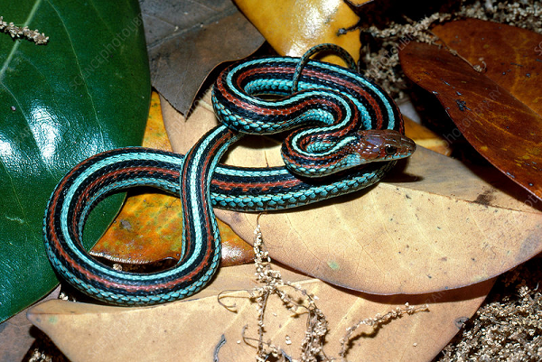 Rắn sọc San Francisco không có răng nanh, thích tắm mình dưới nắng. Chúng có thể chống chịu chất độc tetrodotoxin ở các con mồi lưỡng cư.