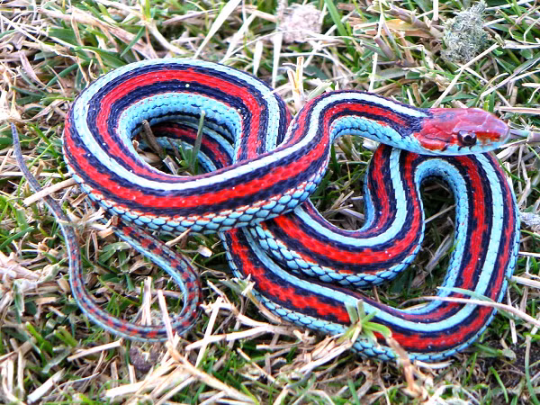 Rắn sọc thực tế vô hại với con người. Những vết cắn của chúng chỉ gây ra sự kích thích nhẹ cho chúng ta nhưng đủ để gây tử vong cho con mồi với nọc độc trong nước bọt.