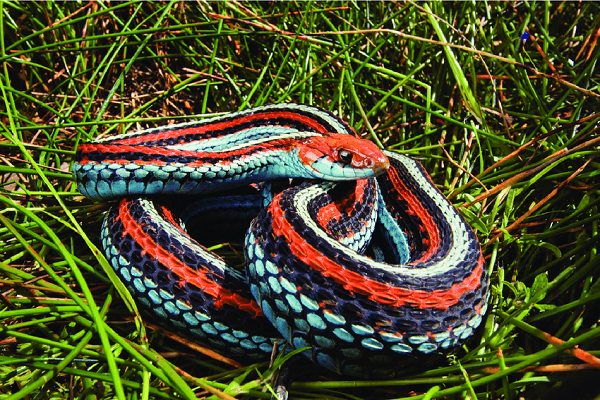 Việc phát hiện mật độ rắn sọc lớn nhất từ trước đến nay đã dấy lên hy vọng loài rắn này đang trên đà phục hồi. Ban quản lý sân bay đã cam kết chịu trách nhiệm quản lý môi trường sống của chúng.