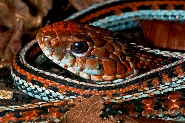 Cả ếch chân đỏ cũng nằm trong danh mục được bảo vệ của liên bang. Ban quản lý sân bay đã cam kết chịu trách nhiệm quản lý môi trường sống của chúng.