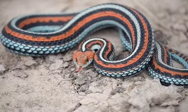 Một nghiên cứu của Cục khảo sát Địa chất Mỹ và Cơ quan Cá và Động vật hoang dã mới đây đã xác định hơn 72 hecta đất đầm lầy và đồi núi xung quanh SFO là nơi ở của 1.300 con rắn sọc nguy cấp.