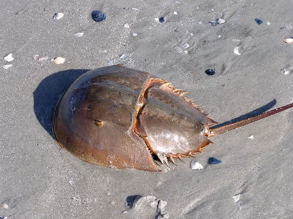 Con Sam phân bố ở các vùng ven biển, chủ yếu là các dải cát tại khu vực có thủy triều cao. Sam biển sống thành từng cặp cho đến hết đời. Mỗi cặp Sam đẻ nhiều trứng từ tháng 4 đến tháng 7, tháng 8 và sau khi đẻ trứng, con Sam cái sẽ bò đi nơi khác.