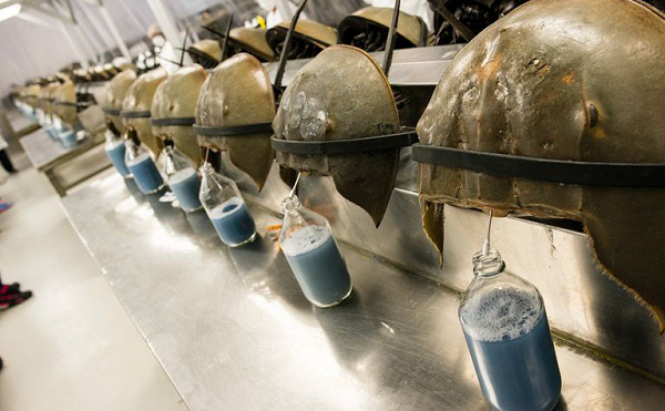 Máu Sam còn có tác dụng vô hiệu hóa vi khuẩn độc hại. Ngành y tế đã sử dụng máu Sam để kiểm tra các loại thuốc chích, vaccine hay dụng cụ y tế xem chúng có bị nhiễm vi khuẩn gram âm nguy hiểm hay không.