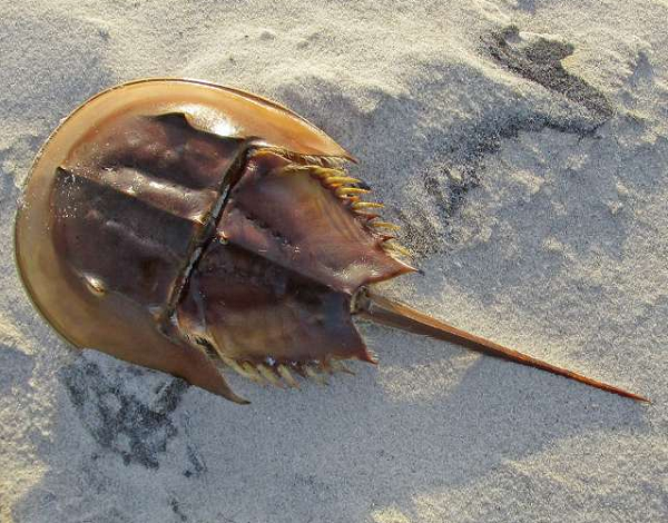 Sam biển không gây ngộ độc nhưng nhiều người thường bị nhầm lẫn con Sam biển với con so biển - một trong những loài có độc tố tự nhiên có thể gây ngộ độc cho con người.