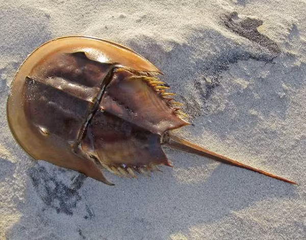 Sam biển không gây ngộ độc nhưng nhiều người thường bị nhầm lẫn con Sam biển với con so biển - một trong những loài có độc tố tự nhiên có thể gây ngộ độc cho con người.