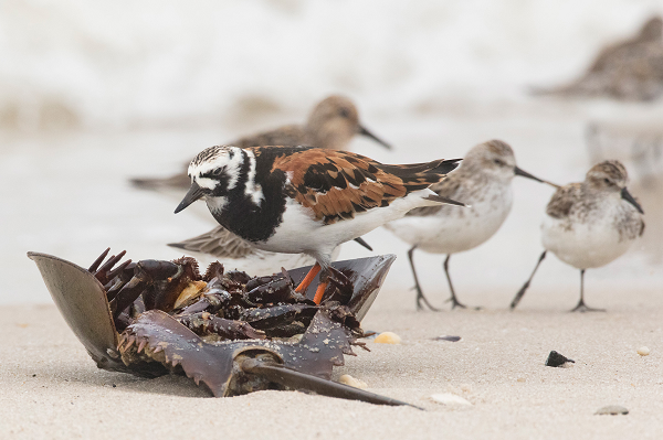 Hiện nay Sam biển vẫn chưa nuôi trồng được mà chỉ sống trong tự nhiên. Khi đánh bắt lên bờ, Sam biển cũng chỉ sống được không quá ba ngày.