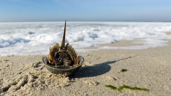 Chúng di chuyển dưới đáy đại dương và mang theo giun ống, rau diếp biển, bọt biển, hàu và cả trai. Giúp những loài động vật này sinh trưởng và kiếm thức ăn dọc theo đường đi.