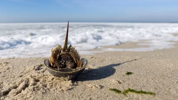 Chúng di chuyển dưới đáy đại dương và mang theo giun ống, rau diếp biển, bọt biển, hàu và cả trai. Giúp những loài động vật này sinh trưởng và kiếm thức ăn dọc theo đường đi.