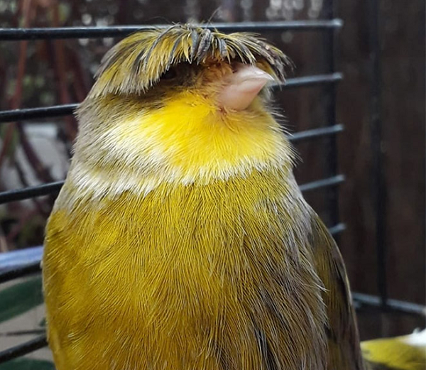 “Quả đầu moi" của mỗi con chim hoàng yến đầu hoa cúc không giống nhau. Một số con có mái tóc dày, một số lại thưa thớt.