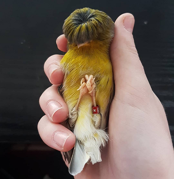 Vì là kết quả lai tạo của con người nên chúng sẽ không bao giờ được tìm thấy trong tự nhiên. Có 2 loại chim Gloster Canary là: Consort thuộc quần đảo Canary với quả đầu có "mái tóc" vuốt ngược và Corona với "quả đầu moi".