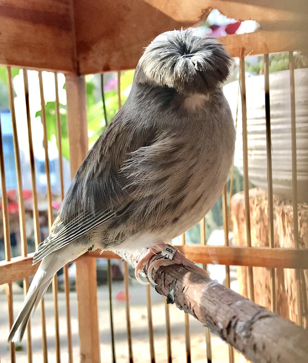 Hoàng yến đầu hoa cúc rất nhút nhát nhưng cũng rất thân thiện, giỏi giao tiếp, tiếng hót rất hay.