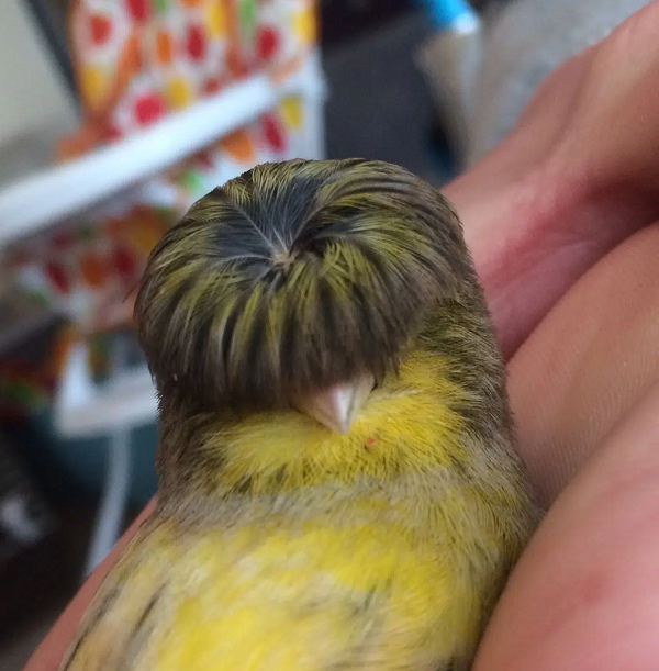 Gloster Canary là thành viên khá "nhỏ con" và rất năng động của gia đình chim hoàng yến. Nguồn gốc của chúng đến từ quần đảo Canary và Azores.