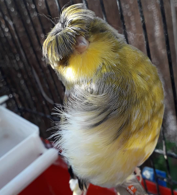 Nhiều con trông rất thanh lịch, số khác lại khá bụi bặm. Một số con chim được nuôi thường có xu hướng bắt chước âm thanh của tiếng chuông nhà hoặc nhạc chuông điện thoại.