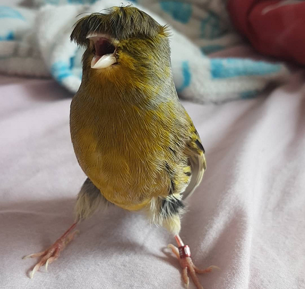 Hầu hết các bệnh mà chúng thường mắc phải là kết quả của chế độ ăn uống không đúng cách. Màu lông và kiểu dáng của chúng rất đa dạng, nhưng đặc điểm chung là chùm lông trên đầu như kiểu bát úp, không giống bất cứ loài chim nào.