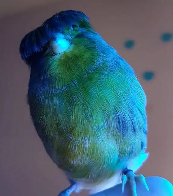 Một con chim Gloster Canary trống độc thân sẽ hót thường xuyên hơn. Nó cũng thích bay từ cành này sang cành khác.