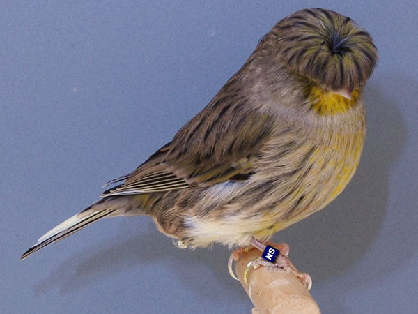 Chim Gloster Canary cái có giọng ngắn và giọng hót ngọt ngào, trong khi chim trống có tiếng hót khá vang.