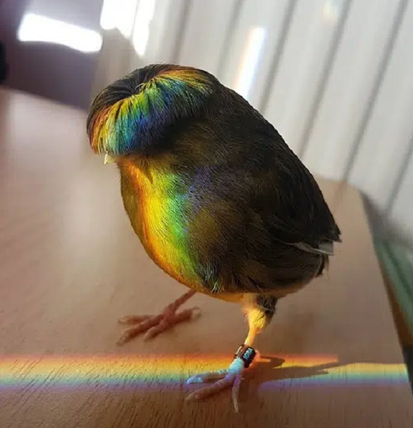  Gloster Canary hay chim hoàng yếu đầu hoa cúc, chúng có tên khoa học là Serinus canaria domesticus.