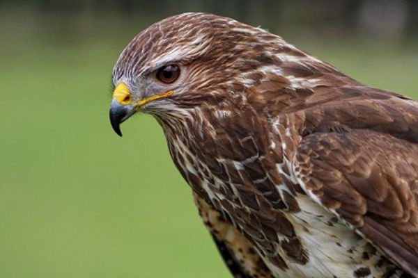 Diều hâu thuộc loài động vật rừng thông thường, còn được biết đến với tên gọi chim ưng hoặc chim cắt. Đây là loài chim săn mồi có mỏ hình móc cong sắc nhọn, đôi cánh khá dài, rộng và đôi chân vô cùng khỏe. Ở nước ta, diều hâu có ở miền trung Trung bộ và Nam bộ.