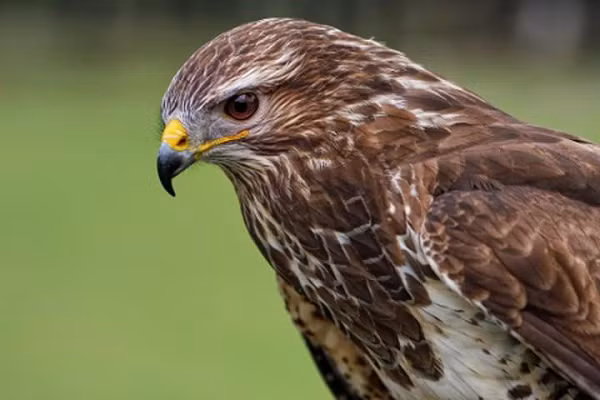 Diều hâu thuộc loài động vật rừng thông thường, còn được biết đến với tên gọi chim ưng hoặc chim cắt. Đây là loài chim săn mồi có mỏ hình móc cong sắc nhọn, đôi cánh khá dài, rộng và đôi chân vô cùng khỏe. Ở nước ta, diều hâu có ở miền trung Trung bộ và Nam bộ.