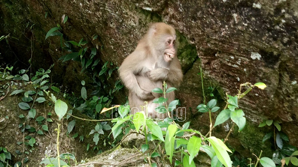 3 cá thể động vật hoang dã bao gồm một con khỉ vàng, trọng lượng 8,5 kg thuộc nhóm IIB (động vật nguy cấp, quý hiếm). Một con khỉ đuôi lợn, trọng lượng 5,5 kg thuộc nhóm IIB và diều hâu, trọng lượng 1 kg thuộc loài động vật rừng thông thường.